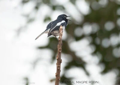 35 varieties of birds spotted at AIMIT campus