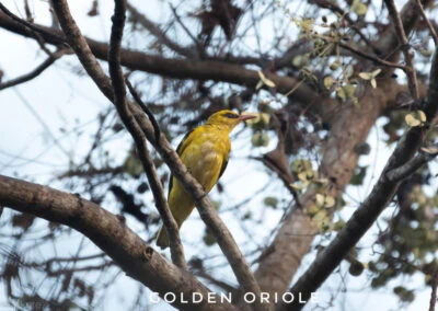 35 varieties of birds spotted at AIMIT campus