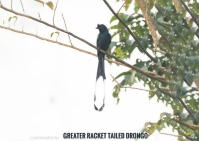 35 varieties of birds spotted at AIMIT Centre campus