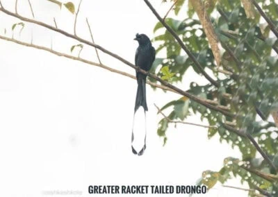 35 varieties of birds spotted at AIMIT campus