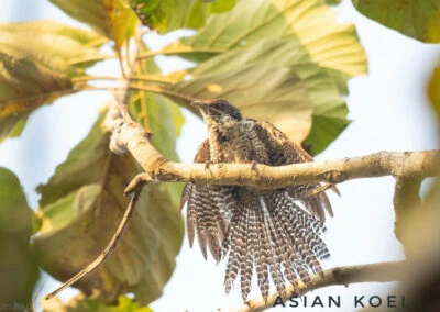 35 varieties of birds spotted at AIMIT campus
