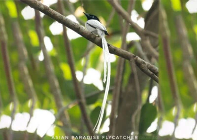 35 varieties of birds spotted at AIMIT campus