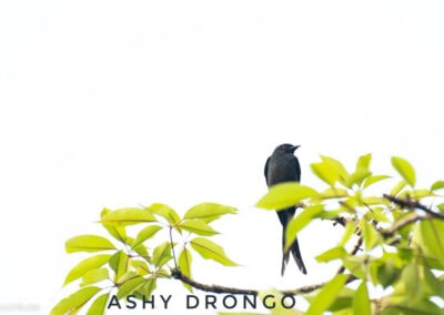 35 varieties of birds spotted at AIMIT Centre campus