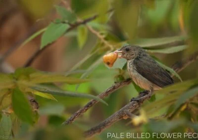 35 varieties of birds spotted at AIMIT campus