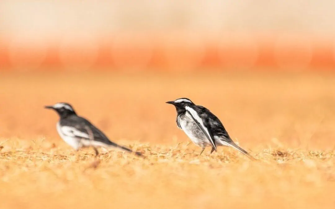 35 varieties of birds spotted at AIMIT campus