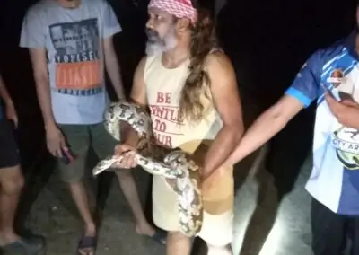 Two pythons rescued on the campus