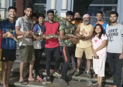 Two pythons rescued on the campus