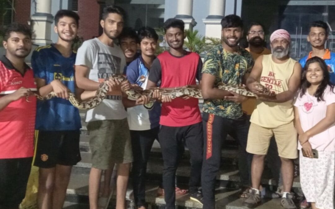 Two pythons rescued on the campus