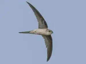 60 varieties of birds cited at AIMIT campus
