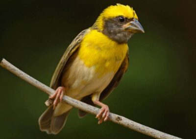 60 varieties of birds cited at AIMIT Centre campus