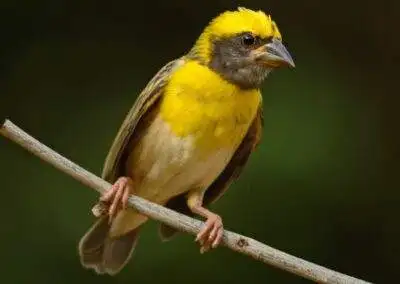 60 varieties of birds cited at AIMIT campus