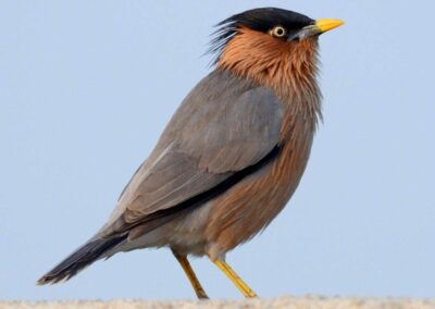 60 varieties of birds cited at AIMIT Centre campus