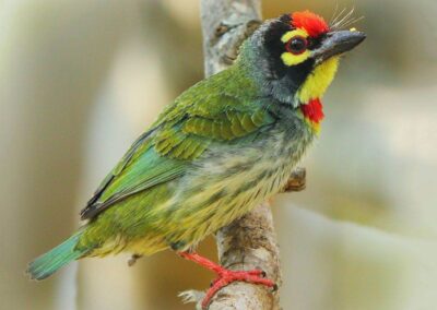 60 varieties of birds cited at AIMIT Centre campus