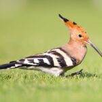 60 varieties of birds cited at AIMIT Centre campus