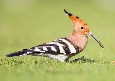 60 varieties of birds cited at AIMIT campus