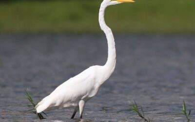 60 varieties of birds cited at AIMIT Centre campus