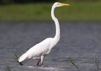 60 varieties of birds cited at AIMIT campus