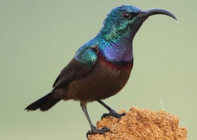 60 varieties of birds cited at AIMIT Centre campus