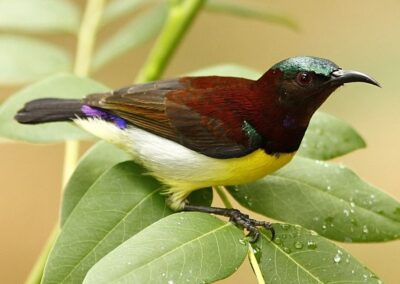 60 varieties of birds cited at AIMIT Centre campus