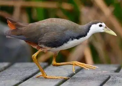 60 varieties of birds cited at AIMIT campus