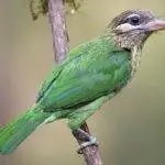 60 varieties of birds cited at AIMIT campus