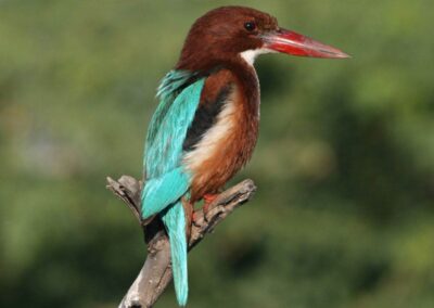 60 varieties of birds cited at AIMIT Centre campus