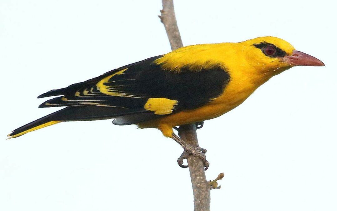 60 varieties of birds cited at AIMIT Centre campus