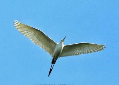AIMIT Centre records 71 varieties of avian flock