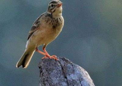 AIMIT Centre records 71 varieties of avian flock