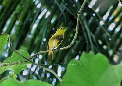 AIMIT Centre records 71 varieties of avian flock