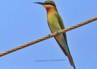 AIMIT Centre records 71 varieties of avian flock