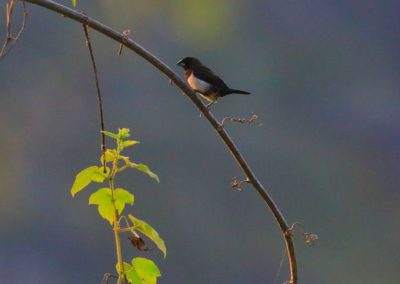 AIMIT Centre records 71 varieties of avian flock