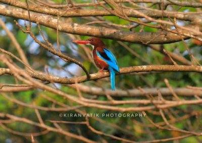 AIMIT Centre records 71 varieties of avian flock
