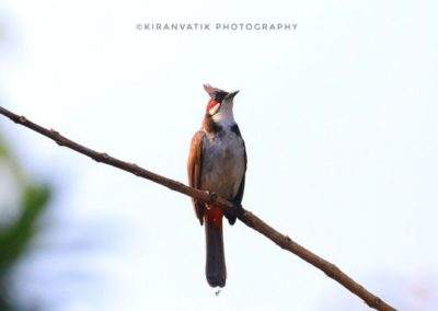 AIMIT Centre records 71 varieties of avian flock