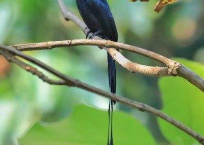 AIMIT Centre records 71 varieties of avian flock