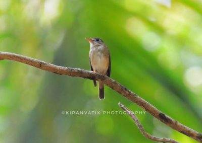 AIMIT Centre records 71 varieties of avian flock