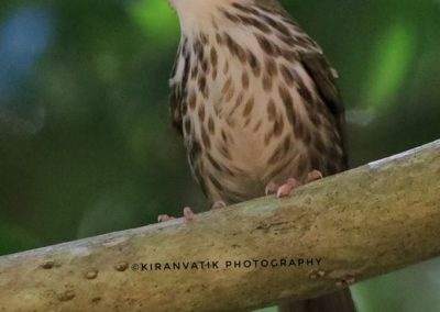 AIMIT Centre records 71 varieties of avian flock