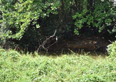 AIMIT Centre records 71 varieties of avian flock