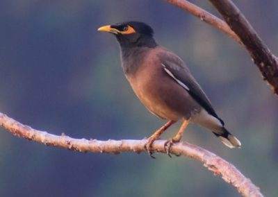 AIMIT Centre records 71 varieties of avian flock
