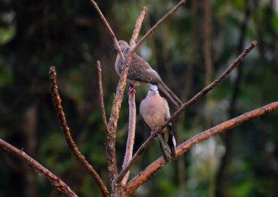 AIMIT Centre records 71 varieties of avian flock