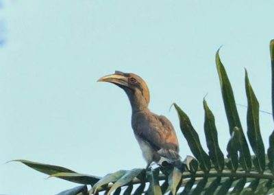AIMIT Centre records 71 varieties of avian flock