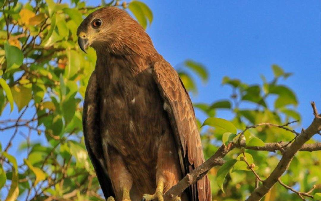AIMIT Centre records 71 varieties of avian flock